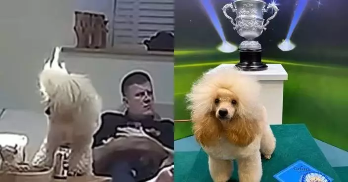 搵零食誤觸蠟燭 為食貴賓犬耳朵遭燒傷3日後照奪名犬賽亞軍