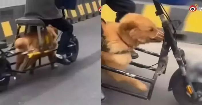 江蘇翁因行動不便巧思改裝「狗動力車」由愛犬奔跑帶動 警方指有風險