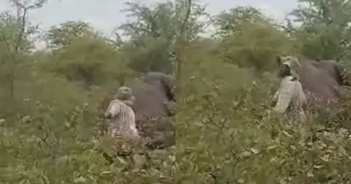 拉扯被射傷大象尾部拍片 非洲女遭突站起大象反擊踩死