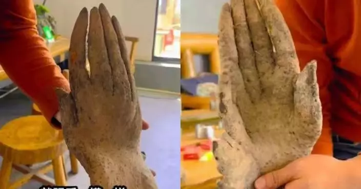 廣東長者菜園挖到手掌狀淮山「指甲」清晰可見 婉拒網民逾9000元收購