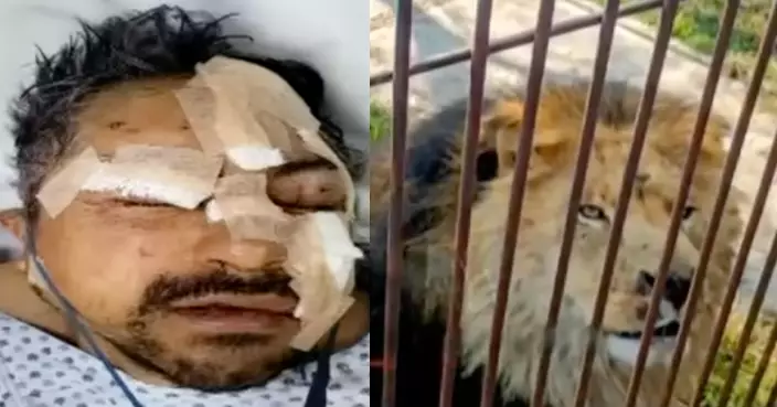 闖保護區放出6獅子 墨西哥醉漢遭圍攻急躲籠內求生