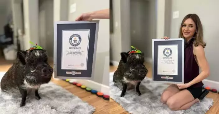 識用語音按鈕「說話」爆紅 美迷你豬獲認證「IG粉絲最多的豬」