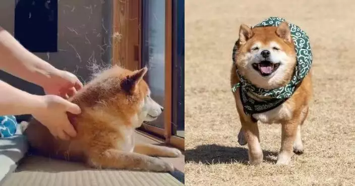 準過氣象局！日飼主摸柴犬見毛髮狂飛似蒲公英即知「春季來臨」引共鳴