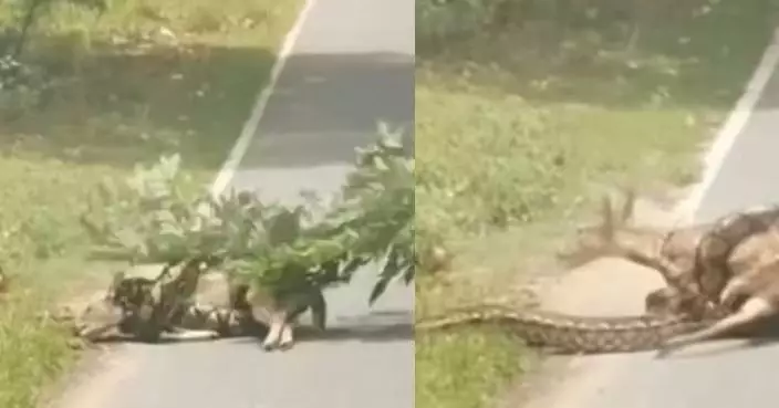 目擊巨蟒纏鹿欲絞殺 美司機落車持樹枝驅趕冒險救鹿
