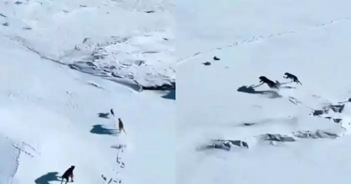 雪原上演生死追逐戰 野兔遭兩獵犬圍捕屢次靈巧閃避 畫面驚險似拍電影