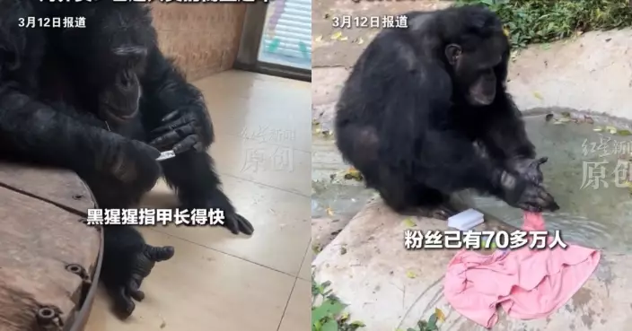 用指甲鉗剪指甲動作嫻熟 重慶動物園黑猩猩識做家務爆紅獲讚：優質相親對象！