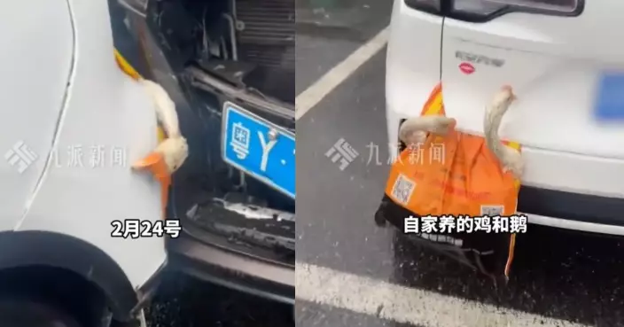 活雞鵝懸掛車尾返程 內地男駕車遭後車追撞家禽全數被夾死