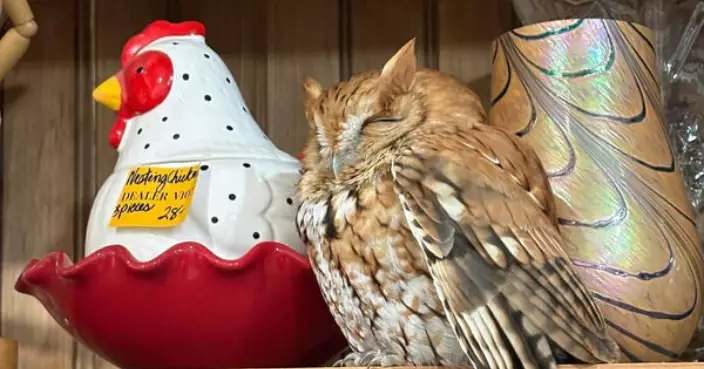 紐約古董店貨架現逼真「貓頭鷹公仔」？ 店主細看揭真身竟係「牠」