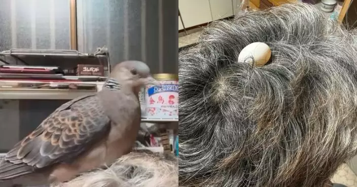 亂髮變「鳥巢」？ 家養班鳩安坐飼主父頭頂生蛋溫馨又搞笑