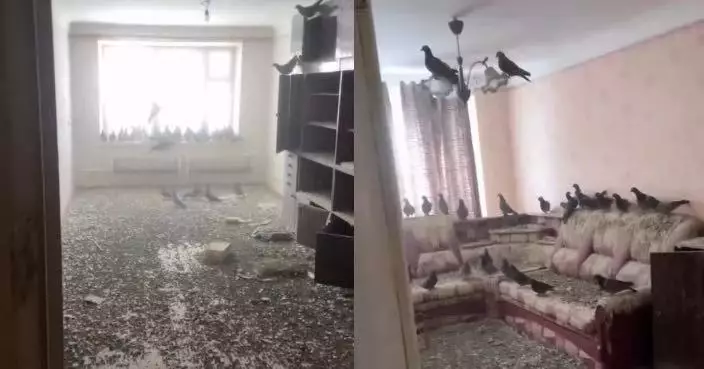 外出打工3年忘關窗 俄男返家驚見單位已成「鴿子王國」遍地鳥糞羽毛