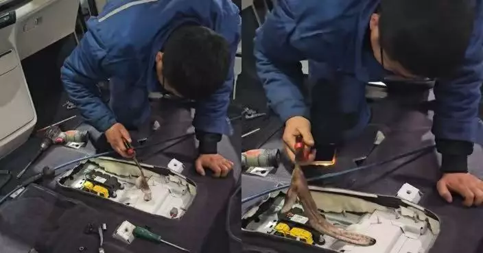 車主買回家料理活八爪魚「離奇失蹤」 3日後修車工扶手箱下尋獲發臭屍體