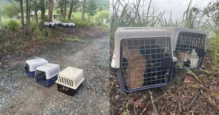 澳收容所門口現13個寵物提籠 職員查看驚見19隻被遺棄貓貓感心碎