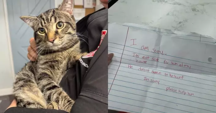 美收容所外現棄貓 飼主留紙條寫「牠在我家不安全」揭無奈抉擇