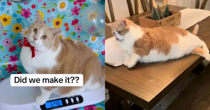 網上收養 「微胖貓仔」加飼主親眼見到始知重19KG 全家陪減重助甩4.5KG