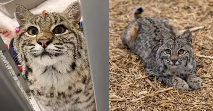 流浪貓雪天現身家門口求助 美國女好心收留發覺真身竟係「野生截尾貓」