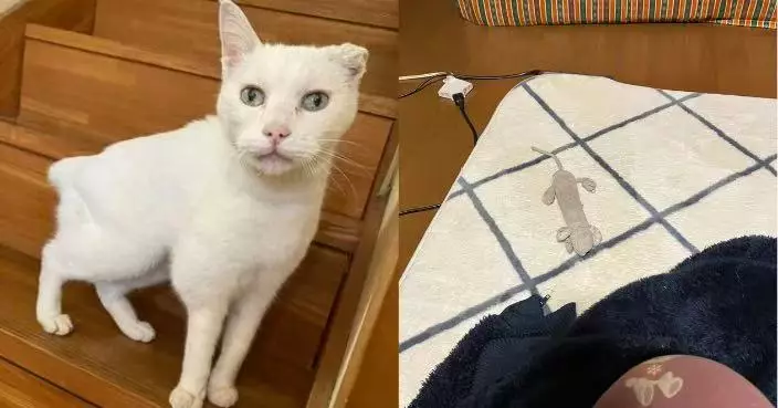 天天送「獵物」示愛 18歲高齡白貓叼心愛老鼠公仔放主人身旁融化人心