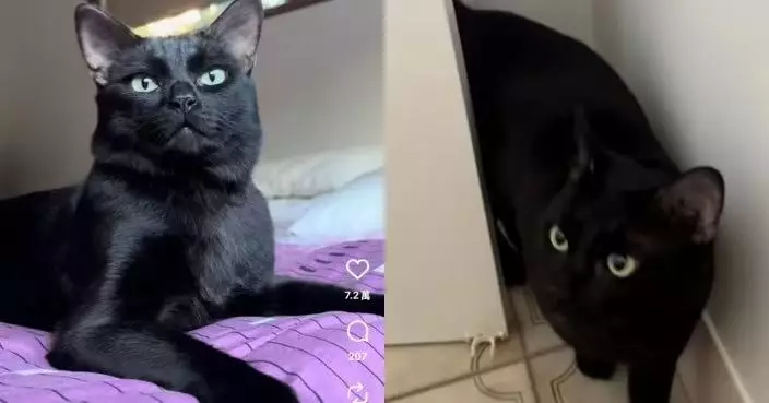 外表冷酷其實超黏人 小黑貓寸步不離緊黏飼主 外冷內熱反差萌融化網民心