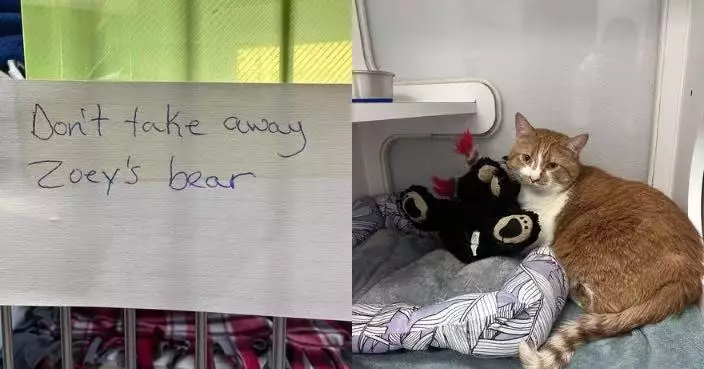 入住養老院無法養貓忍痛送收容所 飼主留條請求保留愛貓熊公仔惹心酸
