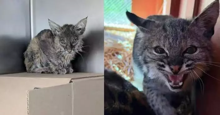 全身濕透毛髮幾近掉光 「幼貓」命危獲園藝工人送醫搶救揭真身竟係……