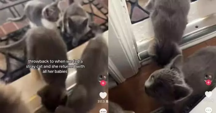 女子餵流浪貓後獲「驚喜回禮」 貓媽帶一窩小貓登門「報到」