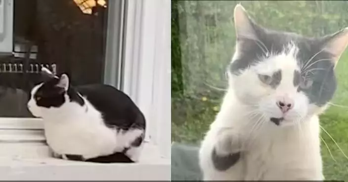 獲餵食一次即天天上門報到 黏人流浪貓變「小跟班」終俘獲女子芳心被收編