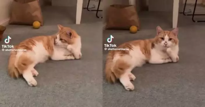 2前腿天生畸形彎曲似「托腮沉思」 橘白貓憑獨特姿勢走紅圈粉