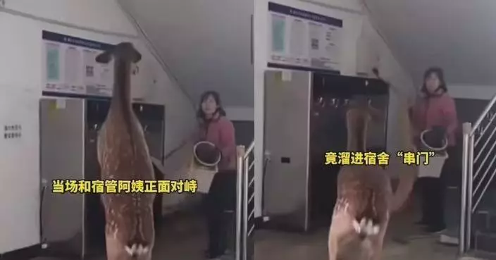 梅花鹿闖四川院校女宿舍 雙腳站立與宿管阿姨「對打」場面離奇