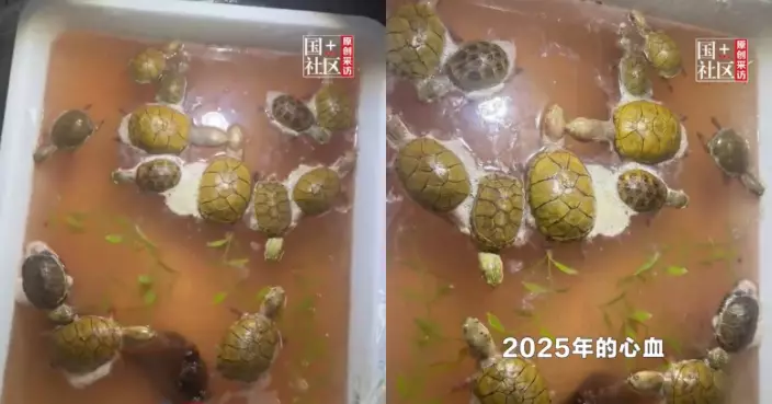 出遊3日返家聞異味 浙男驚見13隻烏龜因控溫器故障全數熱死感痛心