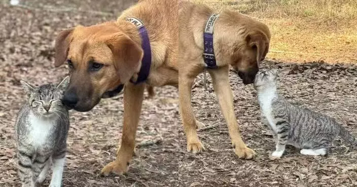 愛犬森林勇救貓仔「母女」情深 美飼主無法拒絕被迫「收養」