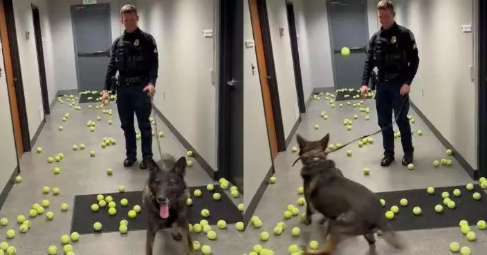 服役7年警犬光榮退役 美國警局走廊灑滿數百網球送別場面感人