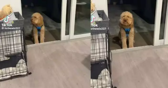 凌晨4時被愛犬吵醒「求開門」 女飼主卻見門早已打開哭笑不得