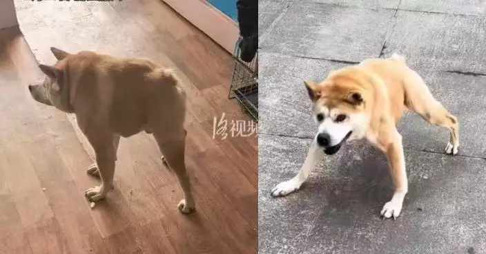 患先天短脊柱身體短一截似「沒屁股」 中華田園犬走路滑稽卻能靈活「漂移」