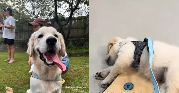 花逾2000元送愛犬上訓練班 飼主見牠上堂「全程睡死」哭笑不得