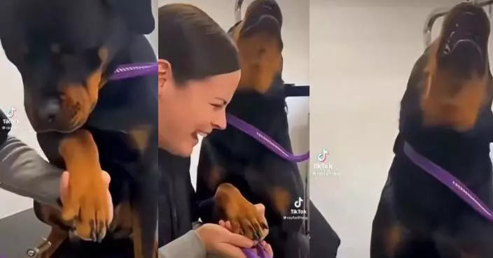 前往美容院修甲 影帝級羅威那犬未剪已仰頭狂叫 誇張反應逗笑全場