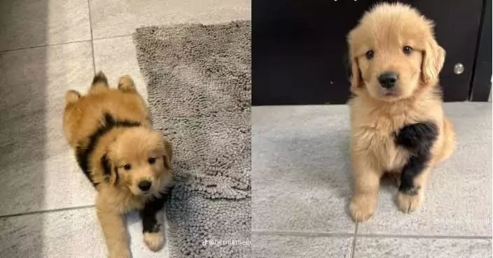 基因突變造就獨特外貌走紅網絡 黃金獵犬身現罕見黑色斑點似沾墨水