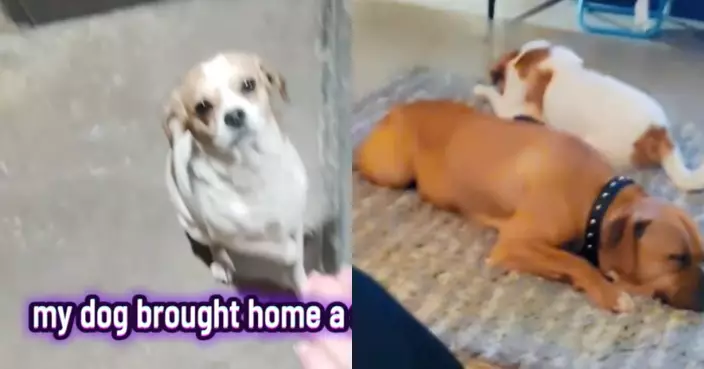 愛犬外出玩耍帶跛腳流浪犬回家 飼主心軟收留揭「可愛騙局」哭笑不得