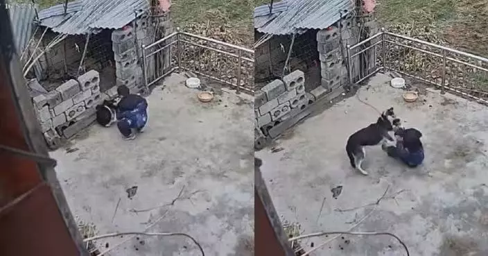 河南男童擅闖鄰居家摸狗被咬傷 家長開口索賠逾6千賠償惹議