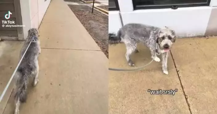 狗狗散步見「STOP」標誌牌加速暴衝 飼主曝「違規」原因超心機