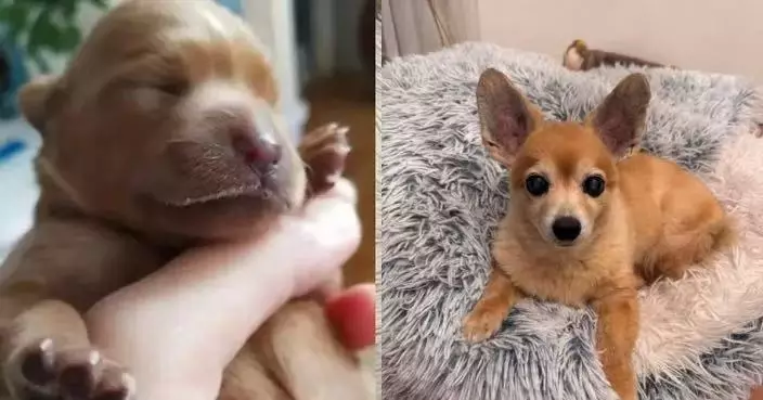 雙耳大過面？日本米克斯犬擁可愛「招風耳」似小狐狸爆紅網絡