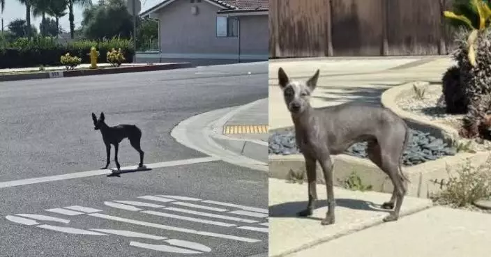 街頭現「黑色無毛狗」 義工救援揭真身竟係稀有罕見「神獸」