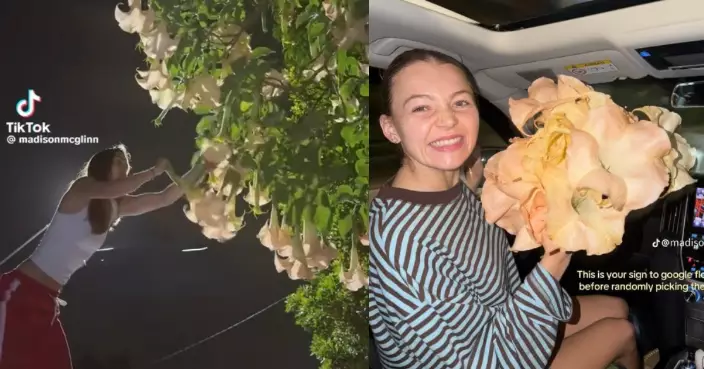 澳準新娘街頭摘「夢想婚禮花卉」網民見真身急警告疑似劇毒「大花曼陀羅」