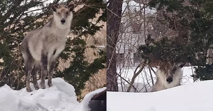 日溫泉旅館迎特殊「房客」 野生鬣羚突「入住」闖後院狂啃大杉樹葉