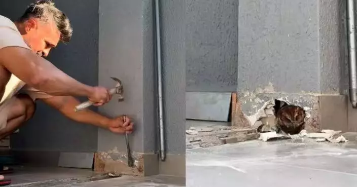 牆壁傳怪聲憂動物受困 巴西男動手鑿牆救出無助貓頭鷹仔