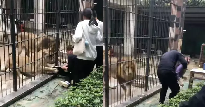 女童汕頭公園籠邊餵獅突遭拖拽近半分鐘 獲1男及時捉住助脫險