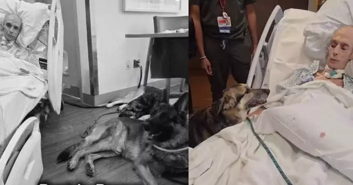 紐約男患絕症盼與兩愛犬作最後道別 忠犬乖巧趴病床前守護惹哭眾人