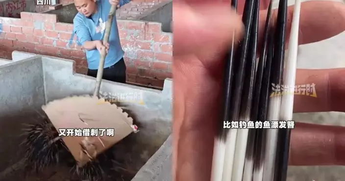 四川養殖戶養豪豬17年曝用途廣泛 滿身刺可入藥也可製工藝品