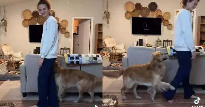 搶先察覺飼主懷孕 黃金獵犬24小時緊貼身邊守護「報喜」