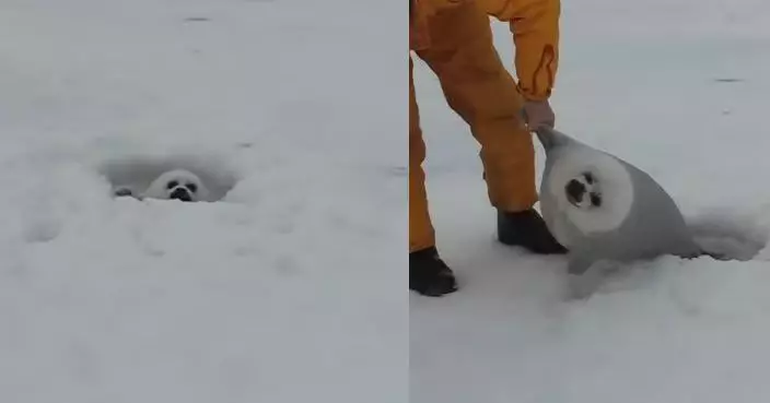 追趕媽媽意外跌冰洞 小海豹獲路人救起「靈魂出竅」 癱倒地上萌翻網民