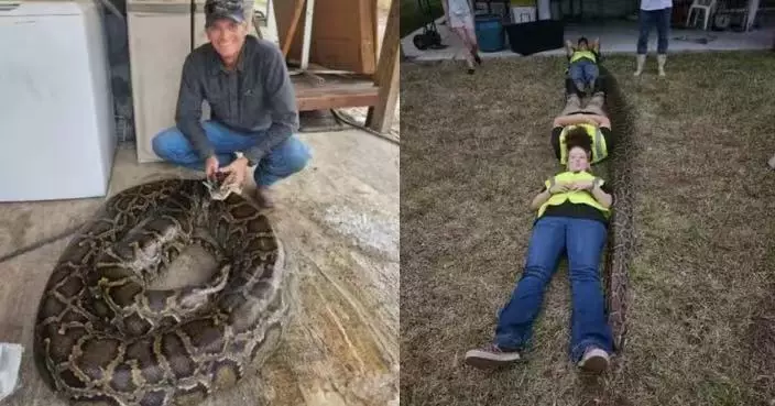 佛州漢捕蛇遭長逾5米重91kg巨蟒拖行 家人合力制服揭體內藏約200枚蛇卵