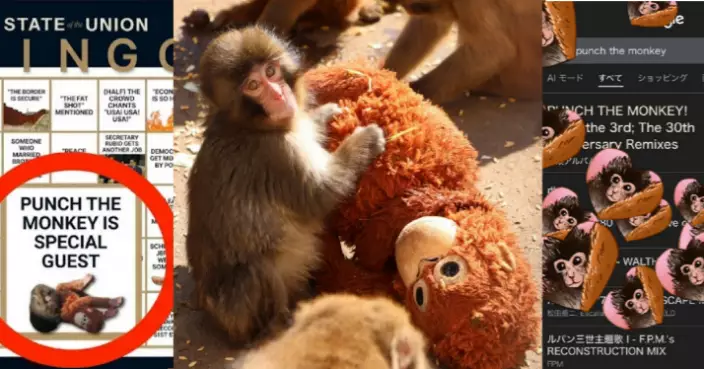 日本遭母棄養小猴抱玩偶爆紅　白宮Google齊致敬　千葉動物園逼爆創疫後新高